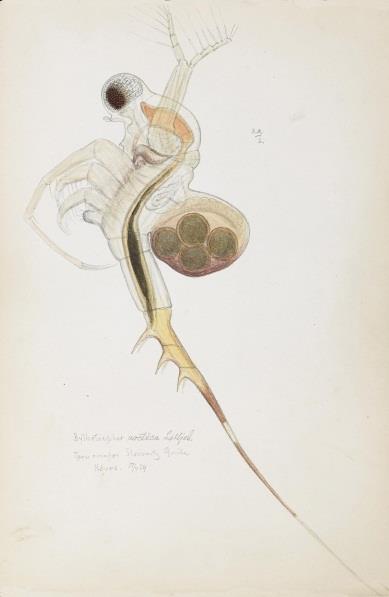 scutifer dominerende art når vi teller med nauplier tilhørende arten. Også voksne hunner var tallrike. Vannloppen H. gibberum og hoppekrepsen E. gracilis var også vanlige.
