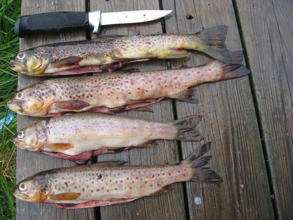 5 Diskusjon I Langevatn var fangstutbyttet ved prøvefiske i 214 omtrent på samme nivå som i 29, eller litt lavere. Andelen villfisk har imidlertid økt kraftig i løpet av de siste årene.