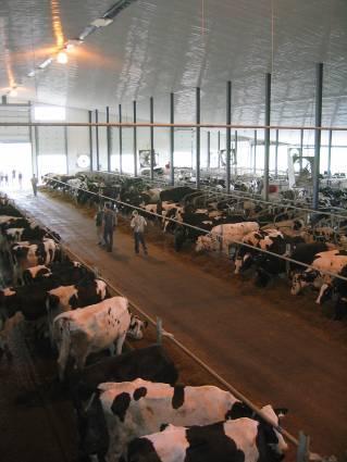 , 2008) Håndtering av kyr rundt kalving Råmelkstilførsel Fôring Foto: S.