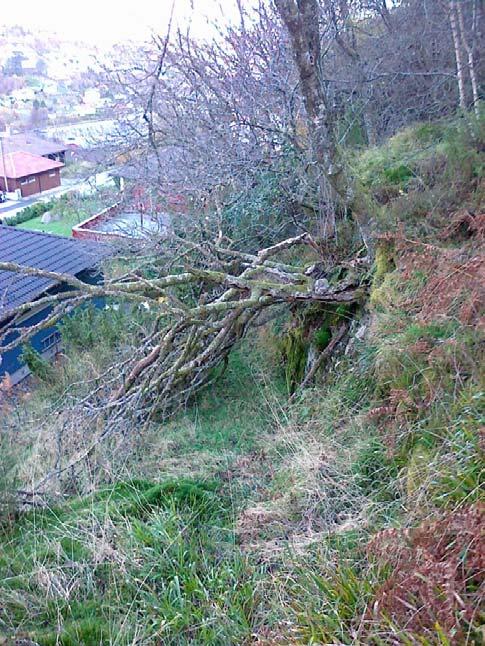 Her er det en naturlig vokst hytte, eller tunnel over stien, som barna kan bruke.