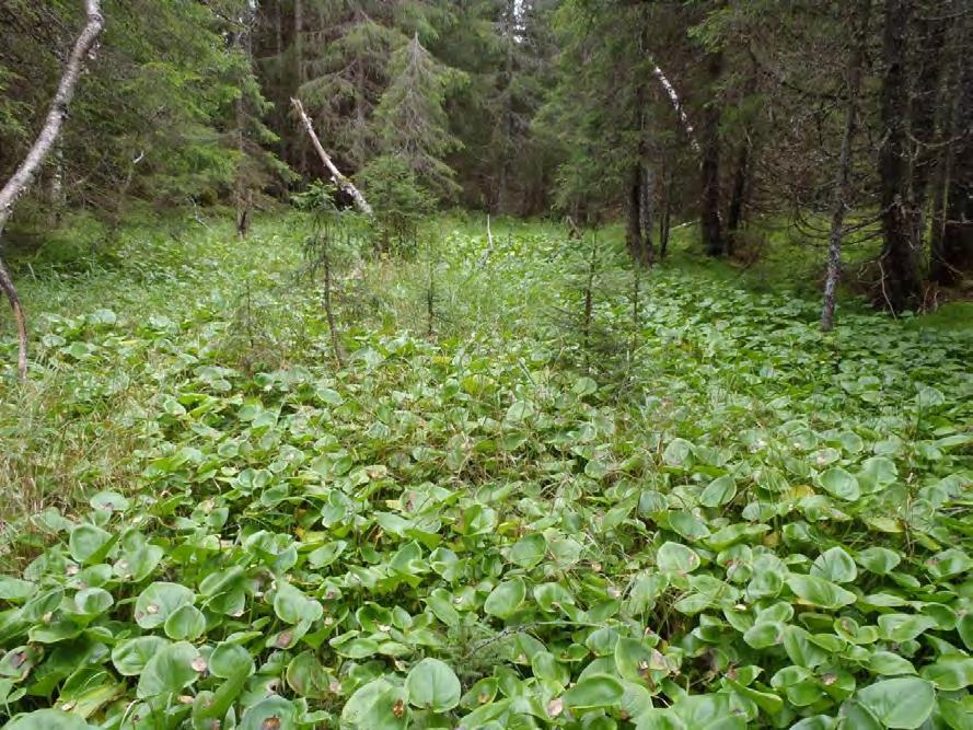 AS. Myrkonglesump nord for Krokløken.