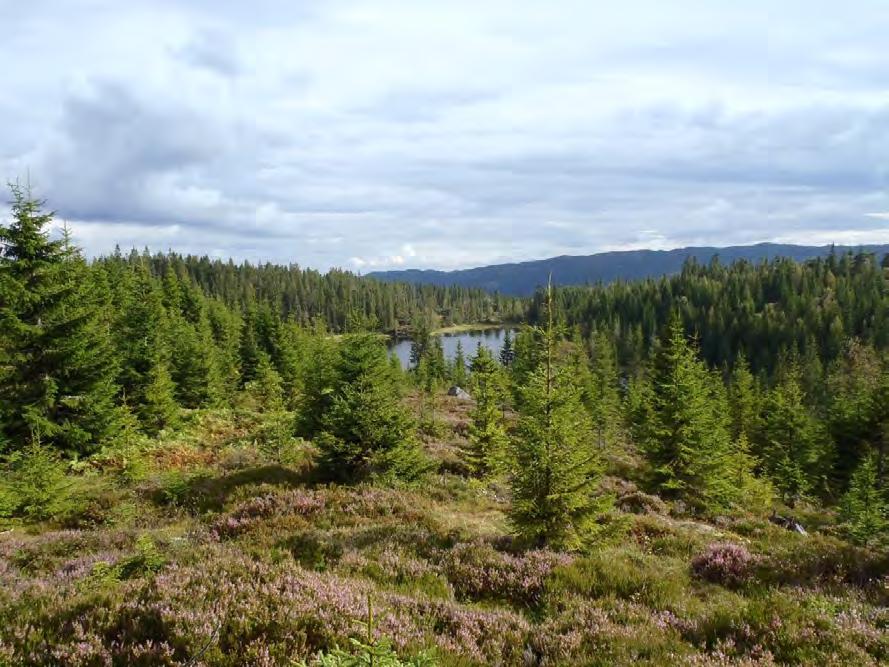 Utsikt fra Høgflaka mot sør.