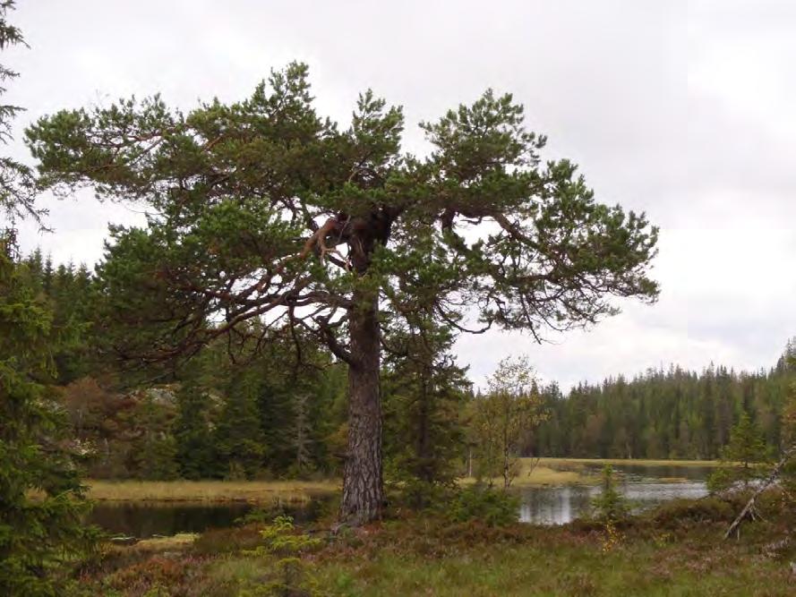 AS. Svær og gammel furu ved