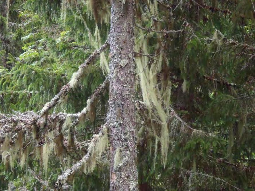 Huldrestry (Usnea longissima) på ett grantre på ny lokalitet sørvest