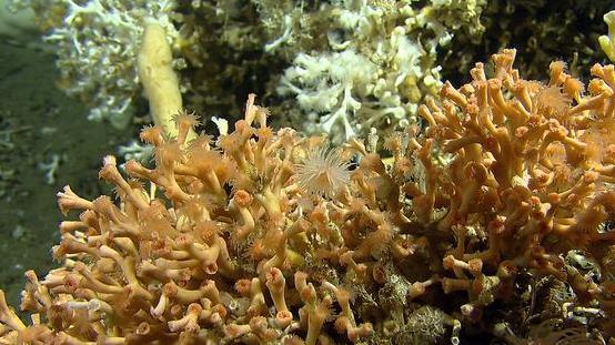 Koralrev og arktiske artar Dei norske korallreva er stort sett av ein art som heiter Lophelia pertusa.