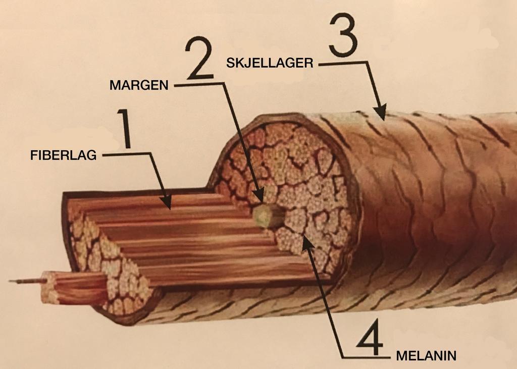 HÅRETS ANATOMI 1. Fiberlagene fungerer som muskler. De gjør håret smidig og fleksibelt, slik at det ikke brekker så lett. 2. Margen. Det er her alle avfallsstoffene/ slagrestene befinner seg. 3.