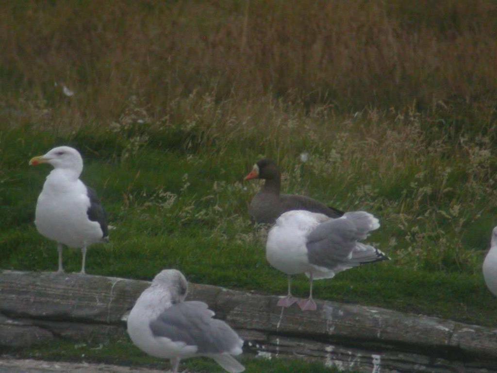 Figur 4 Tundragås (sannsynligvis flavirostris) ved Husvatnet Grågås Første observasjon var 10 på reservatet 14 mars, deretter daglig.