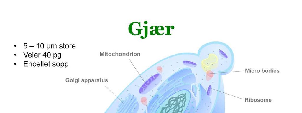 Alt levende består av celler. Celler har alltid en membran og/eller vegg og indre organer med ulike funksjoner.