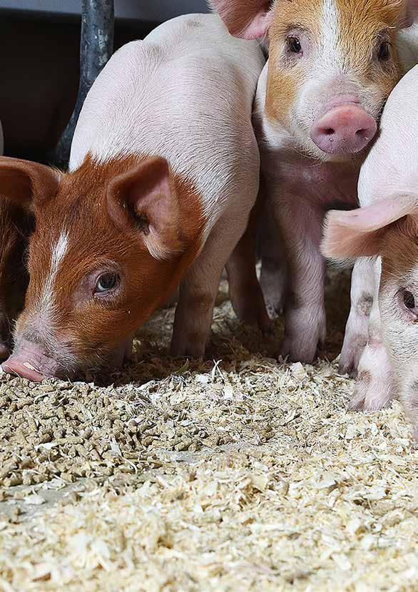 IDEAL Super Svinegenetikk i rask framgang betyr også endring i det ernæringsmessige behovet til dyra.