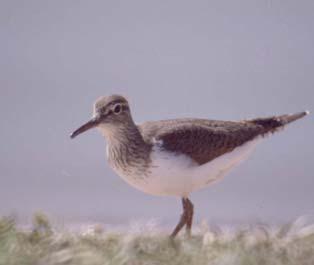 Skogsnipe 1, 0, 0, 3 1 Skogsnipen ble sett ganske ofte i andre halvdel av april (første gang 1.0.01) og senere noe mer sporadisk frem til midten av juli.