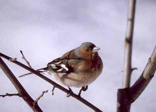 korsnebbår. Fra i juni 01 ble små flokker imedlertid observert flygende over området, som regel på Lathusåsen. desember ble to hanner sett på bakken i hagen. Det var trolig furukorsnebb.