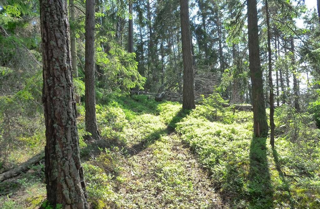 Noen må spire nesten med én gang for å klare seg, mens andre frø kan ligge i årevis før de er klare til å spire frem. Noen frø venter på det som er nødvendig, nemlig vann og lys.