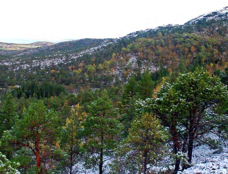 Figur 31. Utsyn fra toppen av Stordalen. I øvre deler dominerer bjørkeskogen, men i lavereliggende deler finner en lommer av grovere skog.