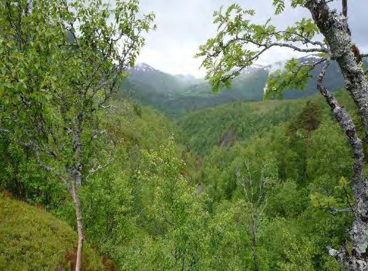 Surnadal Surnadal Surnadal Tågdalen V Fiskjasliin Fiskja-evja Slåttemyr: De nordlige delene av området vest for ledningen er avgrenset som en viktig prioritert naturtype av typen slåttemyr.