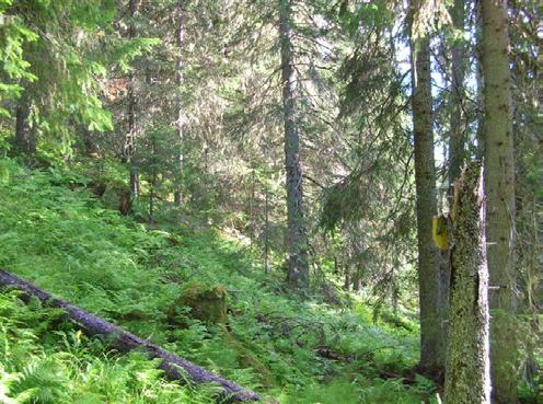 glissen og tydelig hardt påvirket av tidligere tiders skogbruk.