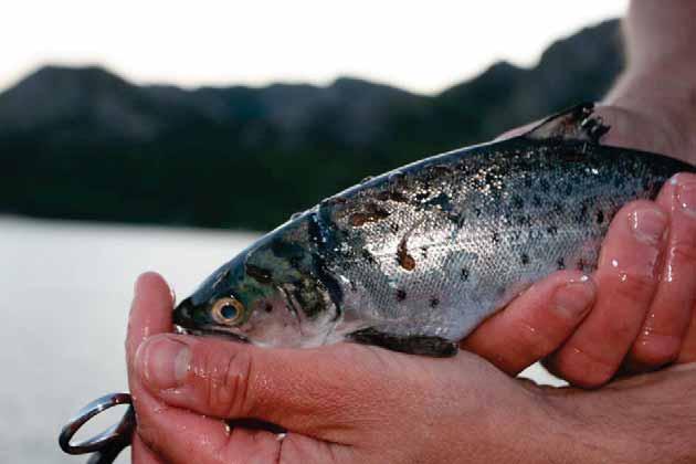 Sluttrapport til Mattilsynet Lakselusinfeksjonen på vill laksefisk langs