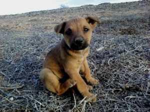 Valpen fra Helvete Valpen fra helvete er jo ikke akkurat det peneste navnet på en liten søt skapning av en hund, men i dette tilfelle følte vi det svært riktig.