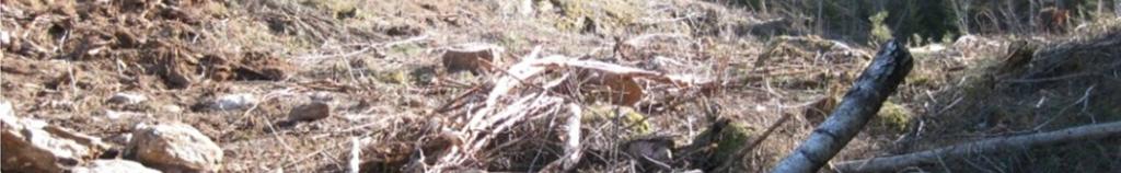 Naturbasen viser også at det er funnet hagelupin (svartelista) i nærheten av planområdet, langs rv.