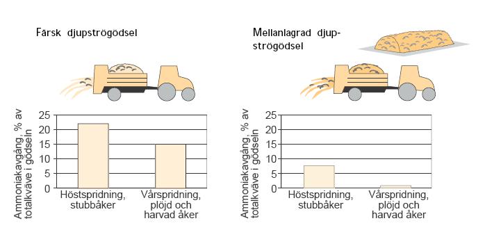 Usikker verdi fastgjødsel/talle Bl.a. pga. Strøtype og mengde Strøtype C/N torv 50-60 : 1 halm 60-80 : 1 sagflis 500 : 1 N-forbruk stopper og amm.