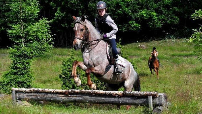 Kan tilby rideopplæring for alle nivåer.