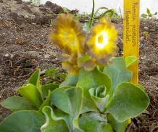 Primula x pubescens, Hageaurikkel Lys brun aurikkel med gul krans. Nydelig!! Denne aurikkelen kommer fra gartneriet til Bjarne Skancke i Vormsund.