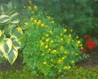 Trives i sol og halvskygge og fuktig moldjord. Må plantes om med noen års mellomrom. Kr 55,- Pseudofumaria lutea (syn.