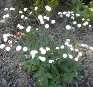 Ranunculus aconitifolius Flore Pleno, Duppsoleie Planten antas å stamme fra 1930-tallet, og kommer fra en gårdshage på Lesjaverk. Gården er fra 1890.