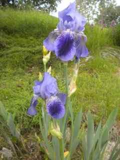 Iris x germanica, hageiris finnes i utallige farger, og er en vanlig plante å finne
