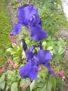 Trolig har det fulgt med en rotbit av denne planten sammen med annen iris fra samme
