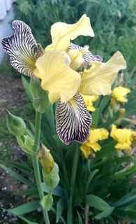 Irisen er nydelig blå og høyreist, ca 90cm. Blomstrer juni/juli.