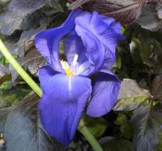 Iris Sapphire Kommer opprinnelig fra en hage på Rødenes, Marker i Østfold. Planten har stått i hagen på Rødenes siden denne blei anlagt mellom 1939 1950.