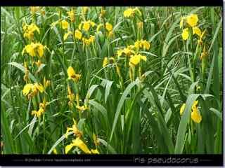 Iris Sapphire er forholdsvis sjelden, og en vakker plante for staudebedet. Høyden er ca 50cm. Trives i sol og godt drenert hagejord. Kr.