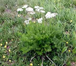 95,- Lilium lancifolia Rygge, Tigerlilje Plantene her på Gartneriet et oppformert av yngleknopper fra en plante i Oldemors Hage, Botanisk på Tøyen. Opprinnelse Rygge i Østfold.