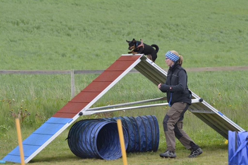 Heeler-sport. Agility Agility er en hundesport som startet i Storbritannia og ble først presentert på Crufts i 1978. I Norge ble sporten godkjent som en konkurranseform av NKK i 1986.