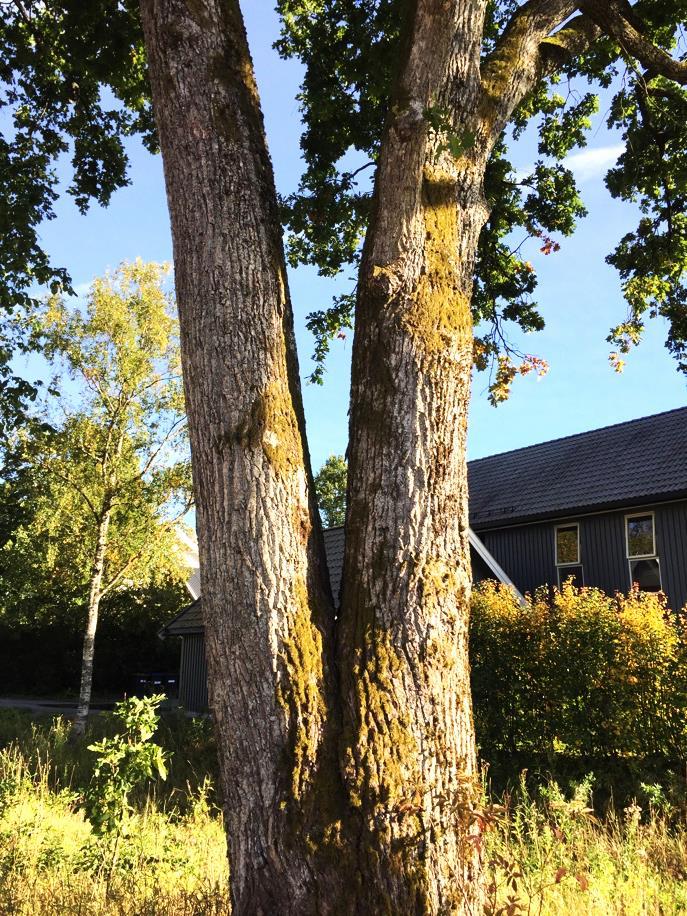 To av bjørketrærne er flerstammet, og har noen få skader fra beskjæring. Sørvest for stasjonsbygningen står de tre eldste trærne på området, se figur 4.30 (nr.