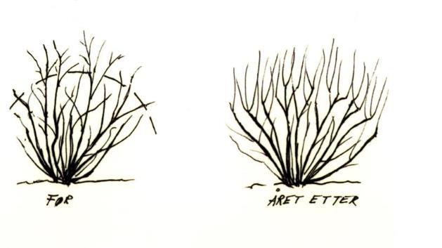 8: Topping av busk kan føre til unormal vekst (Pedersen 2011) Den andre metoden gjøres også kun en gang, og går ut på å nedskjære halvparten av busken til bunnen av skuddet.