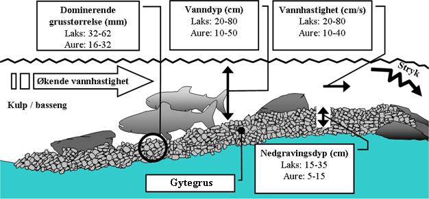 1.2 Gytebiologi og valg av gyteplass hos laksefisk Gyteklare laks og aure søker seg om høsten fram til gyteområder i rennende vann, der eggene graves ned i gytegroper i elvegrusen.