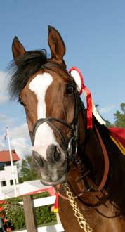 Din beste investering noensinne? Foto: Funny Legend hesteguiden.com Kjøp norskoppdrettet galopphest på Bjerke Travbane lørdag 17.