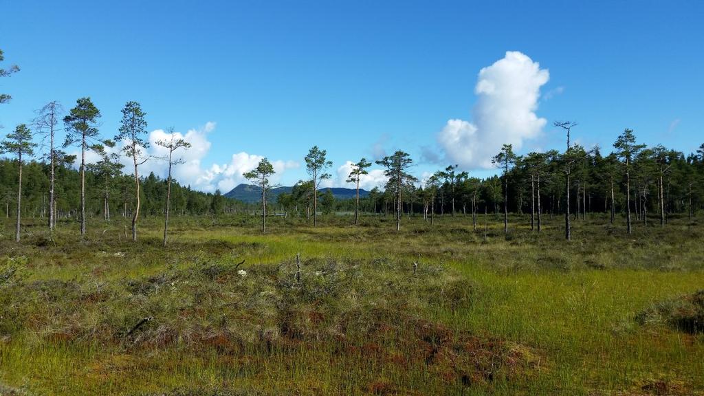 Bilder fra området Stormyra Åsnes