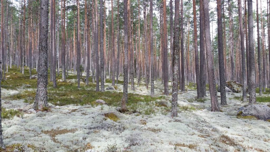 med fattig sumpskog-preg ved Kolåsbekken.