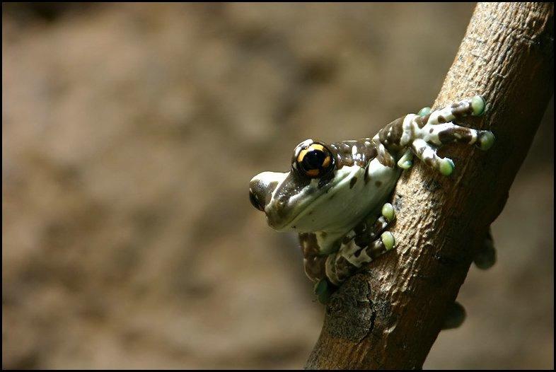 Annet Terrariehold m.m. Denne frosken, som tidligere har vært lite kjent, er etter vellykket formering flere steder i fangenskap nå etter hvert blitt ganske vanlig i salg (Wikipedia 2010j).