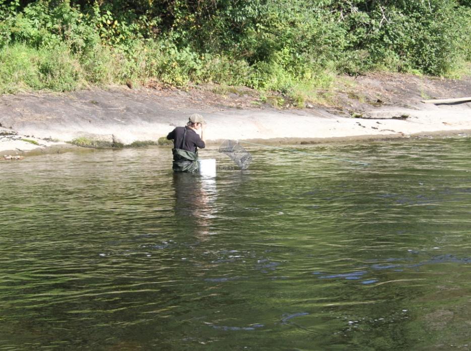 Figur 2: Opptak av krepseteiner med vading. Bildet er fra Låkedalen sør. Foto: Utmarksavdelingen. All kreps ble målt til nærmeste millimeter, vurdert på hardhet i skallet og kjønnsbestemt.