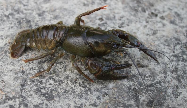 Figur 3: Kreps som ble fanget i Låkedalen i Leira under prøvekrepsingen. (Foto: Utmarksavdelingen). Det ble også fanget ørret i krepseteinene på de fleste lokaliteter.