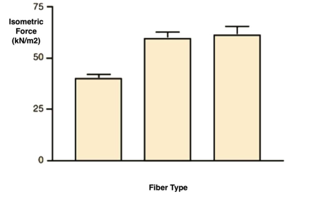 9 OPPGAVE Oppgave 9 Kraften per enhet areal (Newton/meter2) i muskulatur er (The specific force per unit area (N/m2) of the muscle fibers is): Veldig lik i alle muskelfibertyper, men noe høyere i