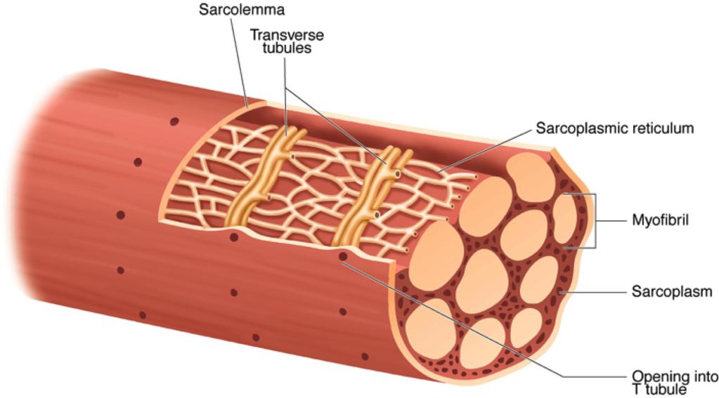 10 OPPGAVE Oppgave 10 Funksjonen til t-tubuli (transverse tubules) i eksitering av muskelfibre er å (The role of the transverse tubules (T tubules) in the excitation of the skeletal muscle leading to