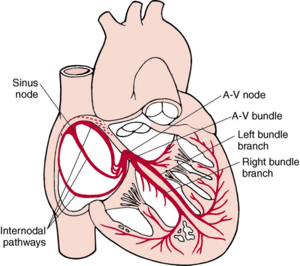 19 OPPGAVE Oppgave 19 Den fysiologiske pacemakeren til hjertet er lokalisert i (The physiological pacemaker of heart is located): In the
