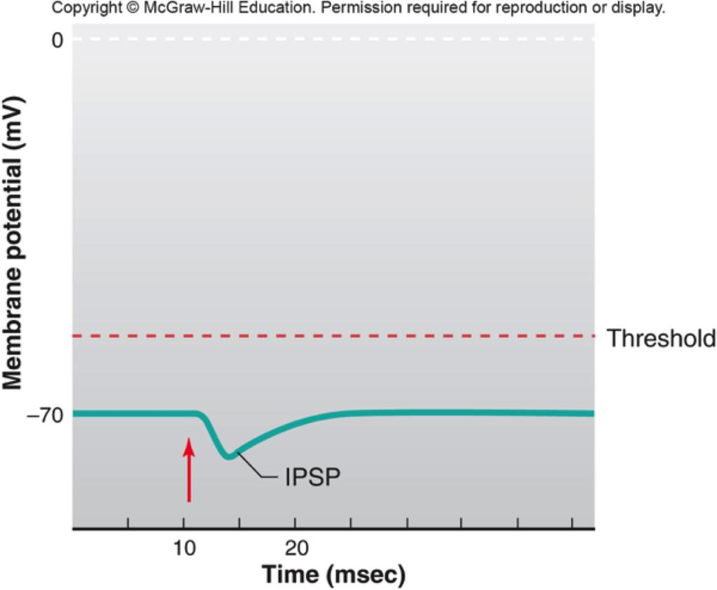 4 OPPGAVE Oppgave 4 Et inhibitorisk postsynaptisk potensial (IPSP) skapes når nevrotransmittere binder seg til membranreseptorer hos nerveceller og gjør cellemembranen (An inhibitory postsynaptic