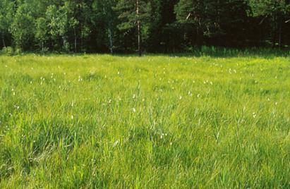 vare på naturtypen Skjøtsel: fylkesmannen kan inngå avtale med