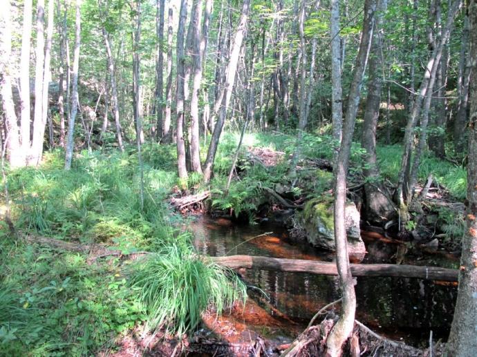 Denne består av en mosaikk av skogtyper, men er dominert av gammel fattig edelløvskog (eikeskog), og er vurdert som viktig (B-verdi), se vedlegg for fullstendig beskrivelse.