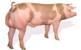 Maternal pure lines Parent females Terminal sire